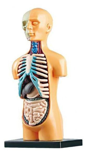 2xscience Modelo De Cuerpo Humano Aula Con Órganos