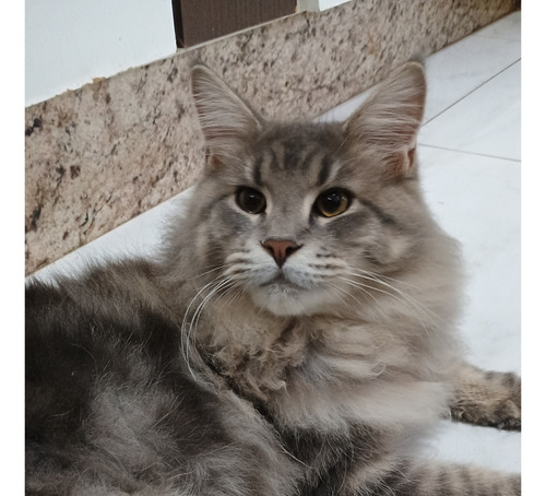 Gato Maine Coon Filhotes (gatil Saymon Cats)
