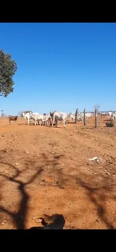 1500 Ha P/ Gado Mg Top, Barata E Parcela Pag.