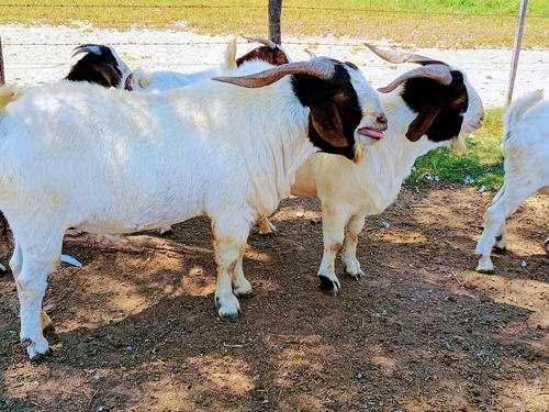 Vendo Chivos Machos Boer Puros