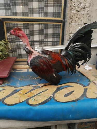 Gallo De Pelea Fino Pelón (Usado)