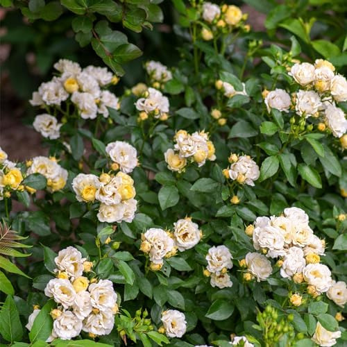 Rosa De Palomitas De Maíz A La Deriva, 2 Galones