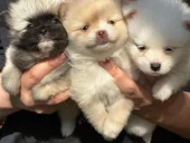 Comprar Lulú De Pomerania Pomerania