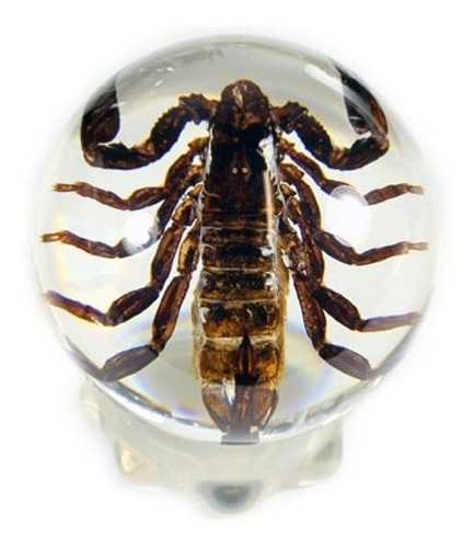 3 38 Black Scorpion Globe 