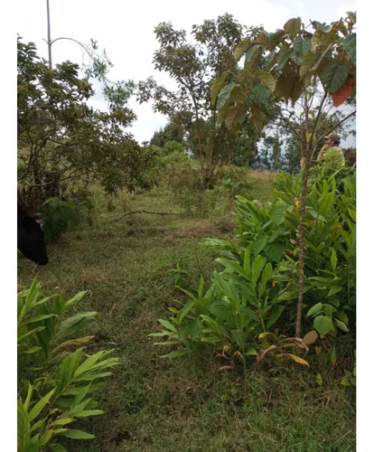 Venta De Lote En Guarne