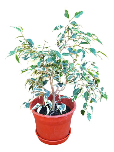 Ficus Variegado 35 Cms Planta De Interior + Macetero Y Plato