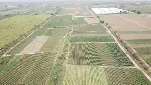 Imagen 7 de 14 de Finca Colonia Santa Rosa 14ha U$s280000 Z/reserva De Helada