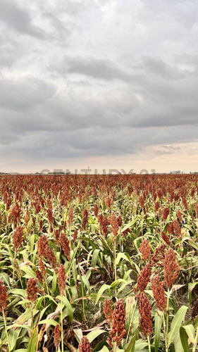 Venta Campo De 127 Ha, Clason, Santa Fe
