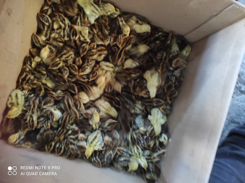 Huevo De Codorniz Fértil Varias Razas 150 Pzas Granja Grecia