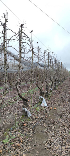 Campo Frutícola En Venta En Linares