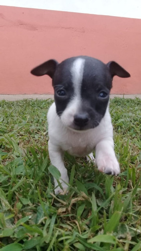 Perro Pincher Mini Mascotas Rionegro Medellín Bogota