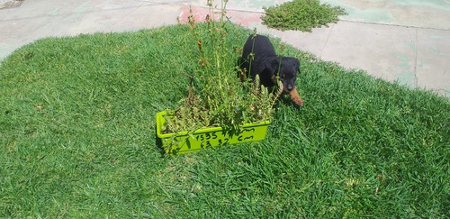 Rottweiler Rott Cachorros