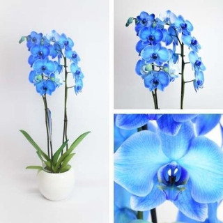 Orquideas Azules Naturales | MercadoLibre 📦