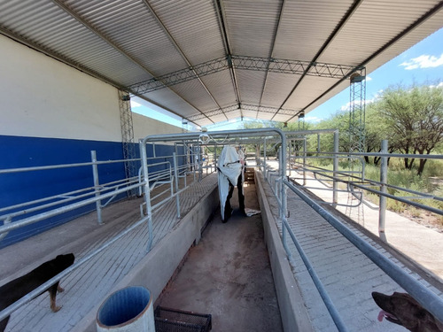 Campo 383 Ha En Conlara Merlo Lafinur San Luis. Con Riego Y Natural. Para Cría, Engorde, Tambo.