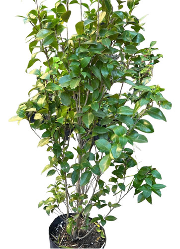 Planta Camelia Grande - Ideal Jardines - Envío Gratis Zona