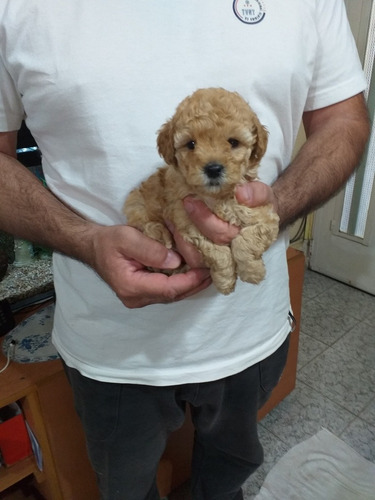 Imagen 9 de 10 de Caniche Micro Toy Hembrita Apricot Oscuro