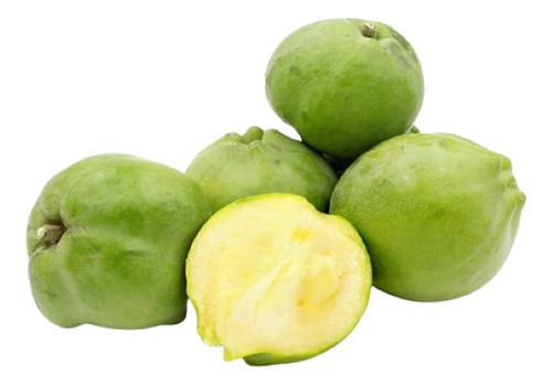 Zapote Blanco ( Arbol ) , Casimiroa Edulis 1.20m Frondoso
