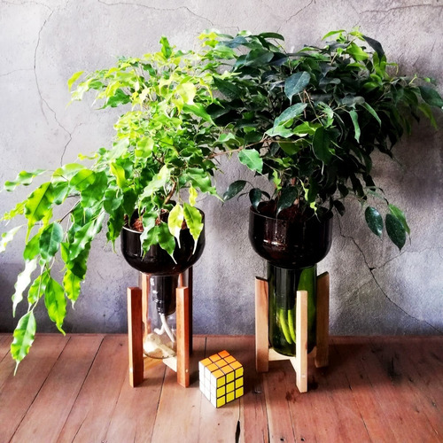 Imagen 4 de 10 de Ficus Benjamina Little Plant 27 Con Soporte, Autorregante