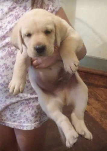Cachorrosvet Labradores. Envios Dorado O Negro