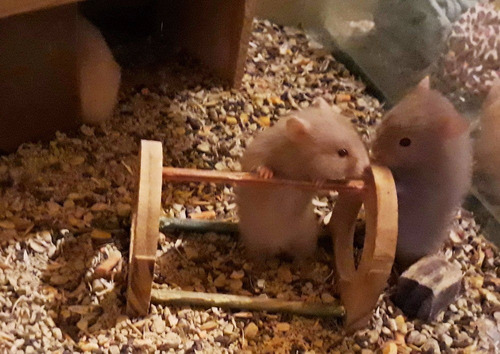 Hamster Sírio De Pelúcia - Filhotes Fofos