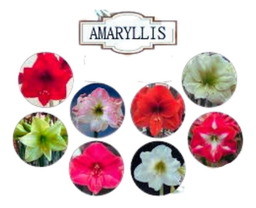 Bulbos Flores Amarilis Amaryllis Açucena A Sua Escolha 