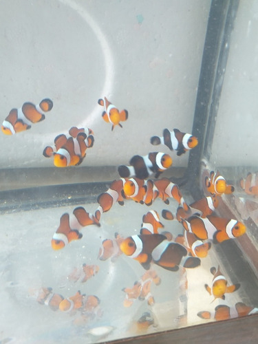 Imagen 1 de 2 de Para Acuario Marino Peces Payasos