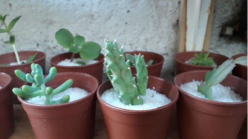 Cactus Y Suculentas