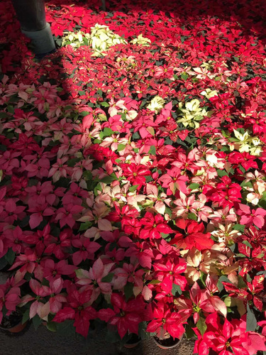 Imagen 2 de 7 de Flor De Noche Buena