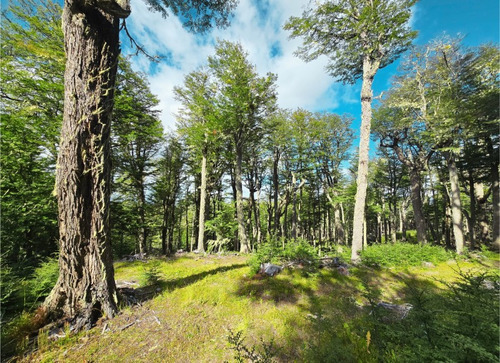 Se Vende Campo De 60 Hectáreas En El Sector Lago Pollux