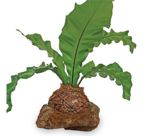 Kokedama Nido De Ave
