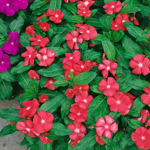 60 Sementes De Vinca Madagascar Espécie Exótica