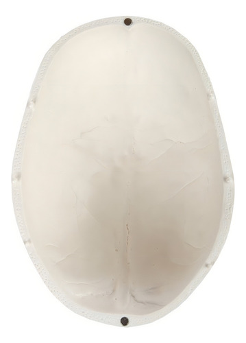 Yi Modelo De Calavera 1:1 Cabeza Cráneo Humano Anatomía
