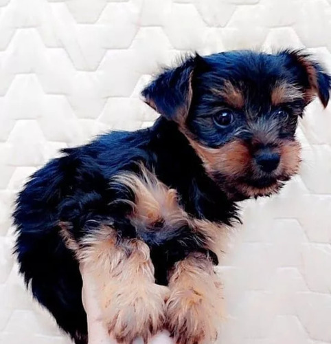 Cachorritos Yorkshire Micro Toy