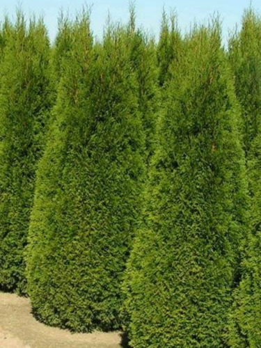 Imagen 4 de 4 de Arbol De Navidad , Pino Natural, Thuja Smaradag 1.20mts