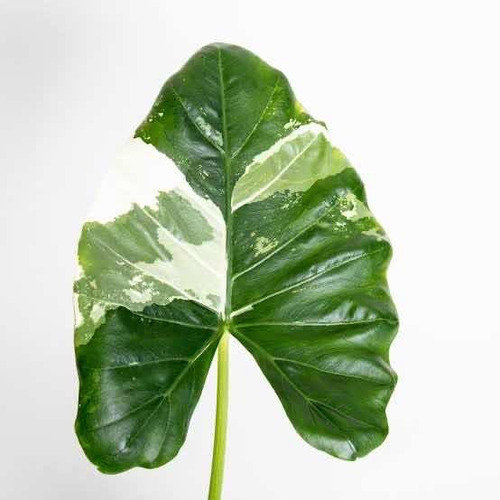 Planta Alocasia Variegada