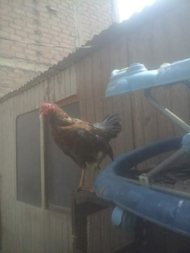Gallos De Pelea