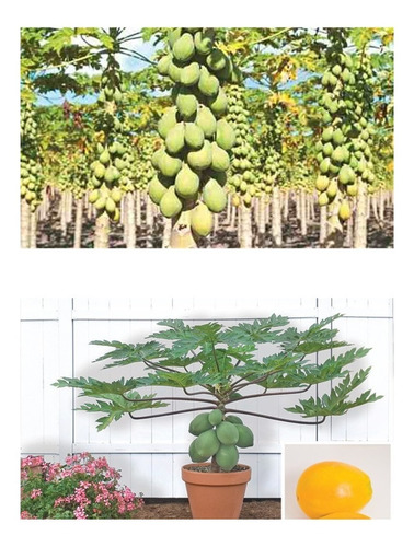 Mamão Anão Do Amazonas - Papaya - Sementes Frutas Para Mudas