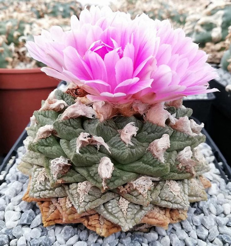 Ariocarpus Fissuratus 30 Semillas 