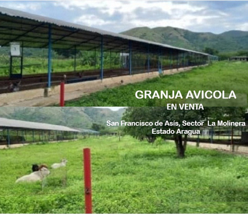 Granja Avicola Oportunidad Única Para Inversión San Francisco De Asis S/ La Molinera 002jsc