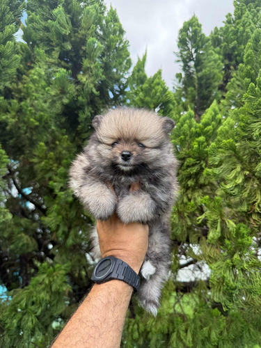 Lulu ( Spitz Alemão Anão)