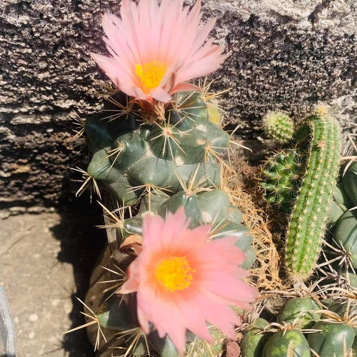 15 Semillas De Coryphantha Elephantidens Flores Variadas