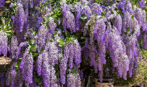 Planta De Wisteria Mexicana