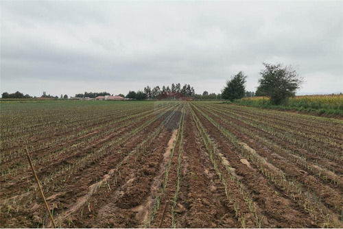 Imagen 12 de 14 de Vendo 1 Hectárea (10.000 Mt2) En Pelarco -talca