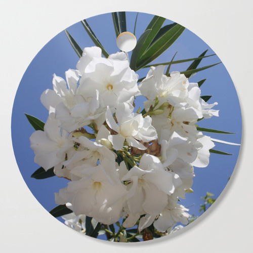 Oleander  Branco Espirradeira Oleandro Nerium Flor 