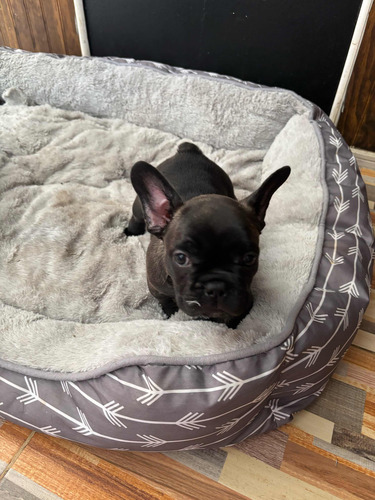 Bulldog Francés Hembra