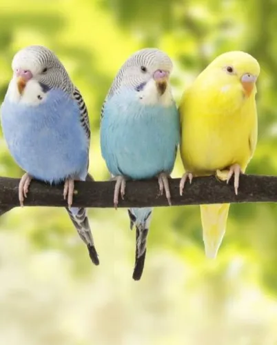 Pericos Australianos Pareja