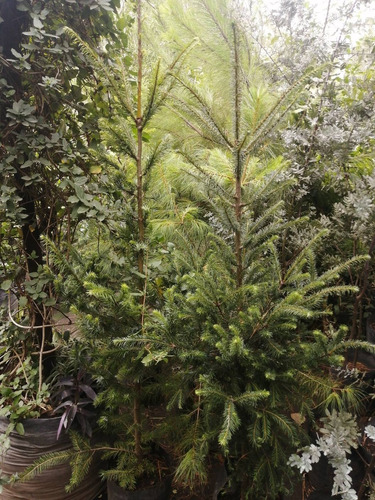 Pino Oyamel ( Plantas) 1 M  Muy Bonitos Creciendo Bien 