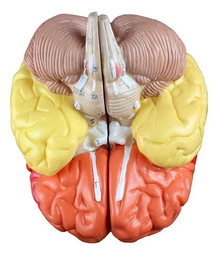 Parco Scientific Pb00108 Modelo De Cerebro Regional - 3 Part