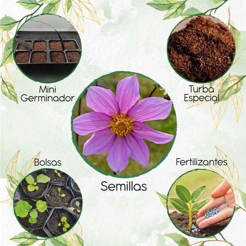 30 Semillas Dalia Sencilla Con Kit De Germinación