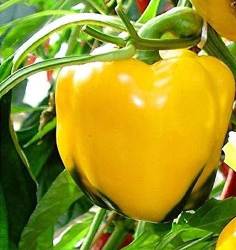 150 Semillas De Pimiento Dulce Amarillo + Instructivo